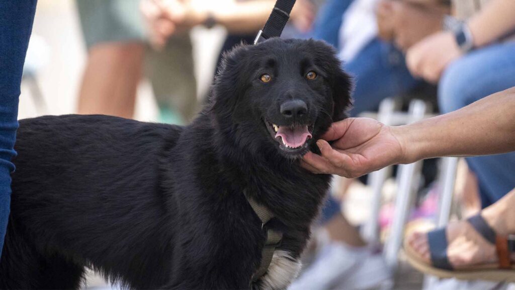 Perro negro afectado por la DANA