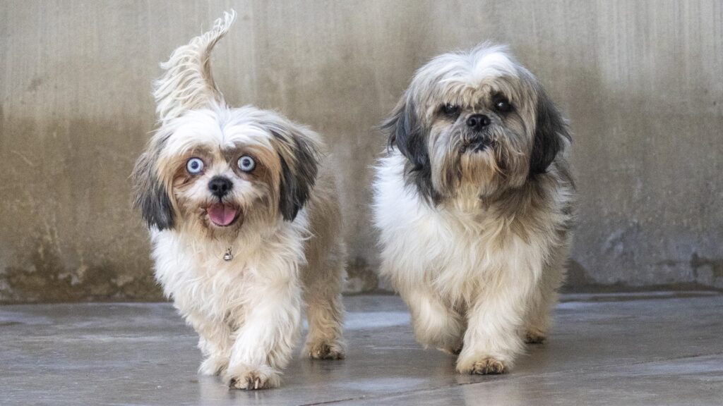 Pareja de perros paraa adoptar
