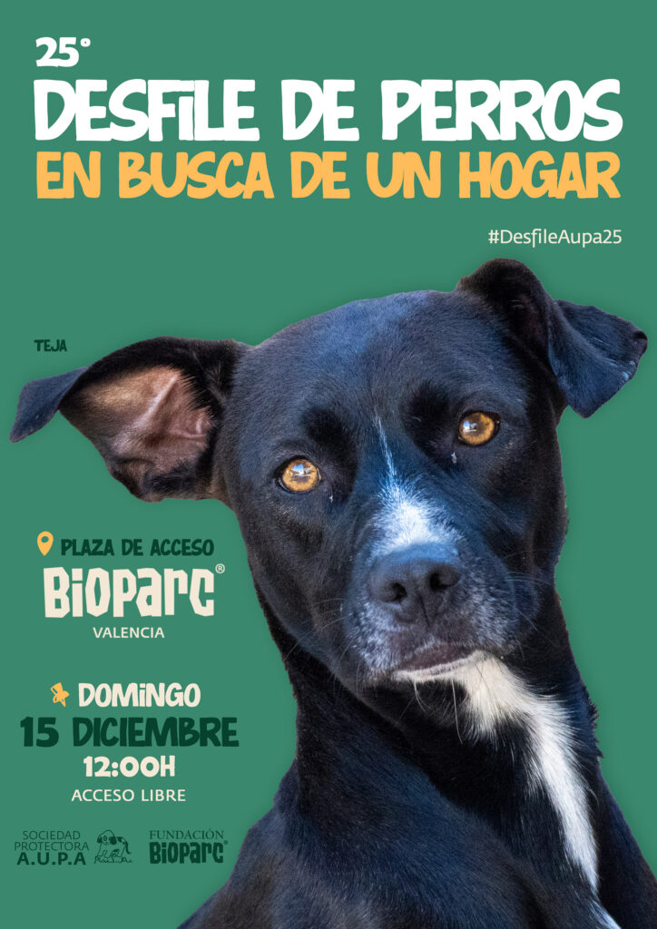Cartel del 25ª Desfile de perros en busca de un hogar