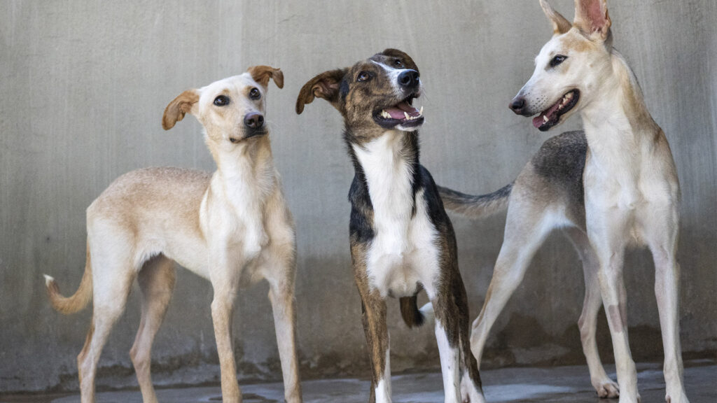 Desfile de Navidad para adoptar perros de A.U.P.A. y Fundación BIOPARC será el domingo 15
