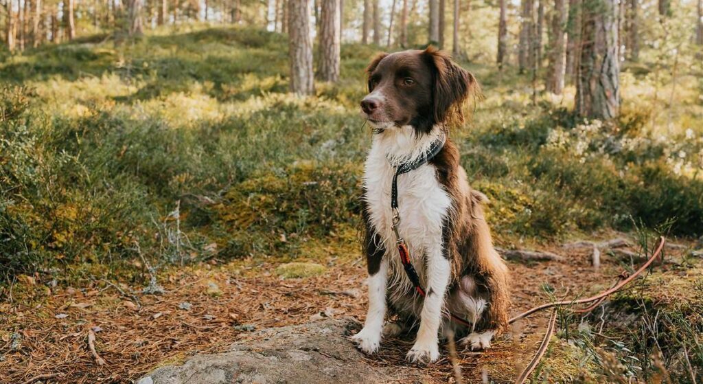 Beneficio fiscal para dueños de mascotas. perro-desgravar-gastos-veterinario-