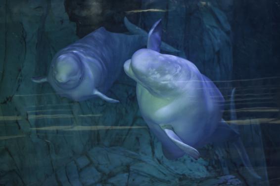 Las belugas del Oceanogràfic Biel Aliño / EFE