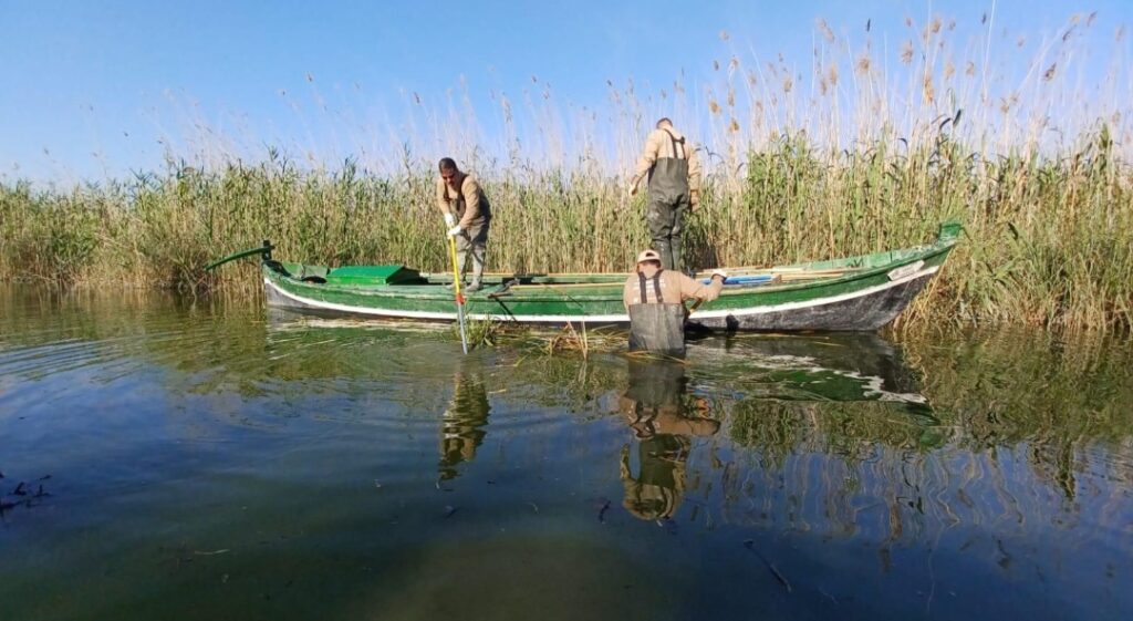 Satélites confirman que la calidad del agua es clave para recuperar la vegetación acuática de l’Albufera Agua de la Albufera de Valencia