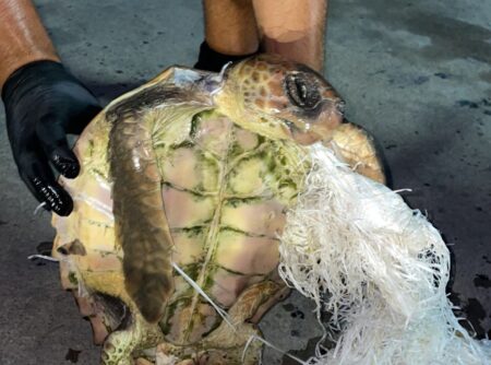 El Oceanogràfic de València lanza campaña para saber actuar ante animales marinos en peligro