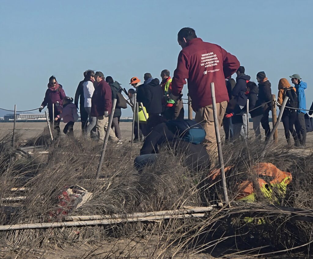 Sembrando Futuro en el Día del Árbol Personas plantando vegetación dunar durante la celebración del Día del Árbol 2026 en la Playa de la Garrofera