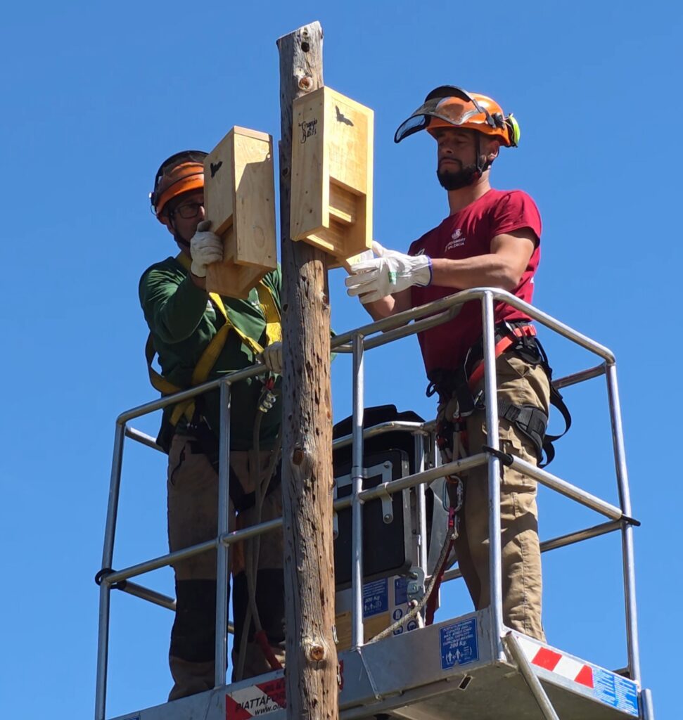 Técnicos ambientales instalan cajas nido para murciélagos en el entorno natural de la Devesa-Albufera